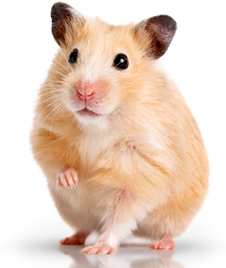 Picture for category Rodent food