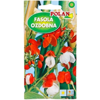 Attēls no Sēklas Kāršu pupas