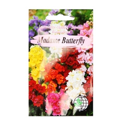 Attēls no Sēklas Lauvmutītes Madame butterfly AMC 15s