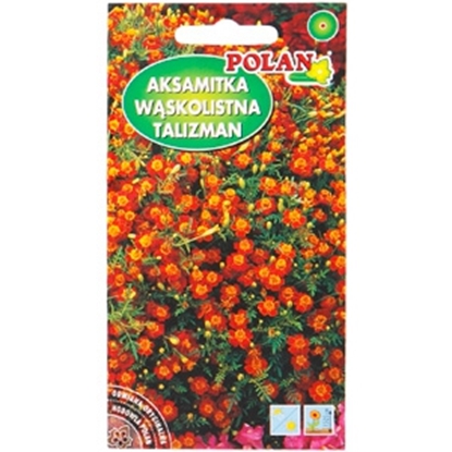 Picture of Sēklas Samtenes šaurlapu sarkanas 0.5g