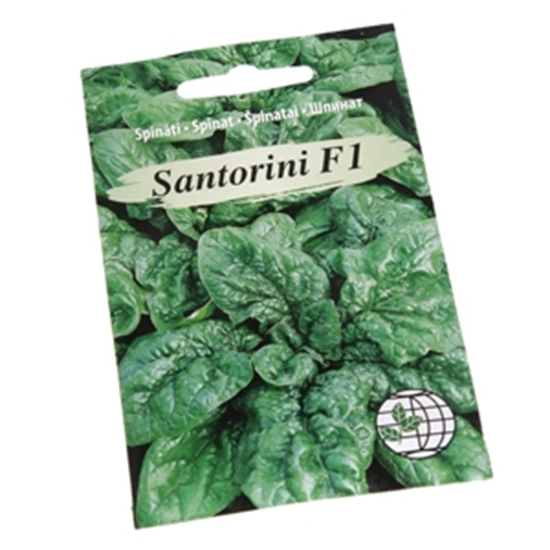 Picture of Sēklas Spināti Apollo, Ballet F1 3g