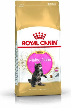 Picture of ROYAL CANIN Maine Coon Kitten- dry cat food - 4 kg