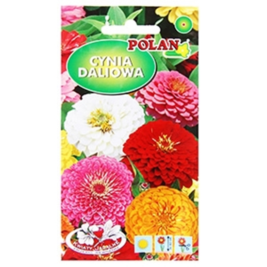 Picture of Sēklas Cinnijas dālijveida mix 1g