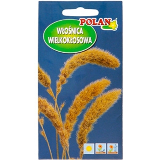 Picture of Sēklas Dekoratīvā lielvārpainā sarene 2g