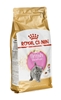 Picture of Royal Canin British Shorthair Kitten cats dry food 2 kg Poultry, Rice, Vegetable