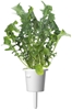 Picture of Click & Grow Smart Garden refill Arugula 3pcs