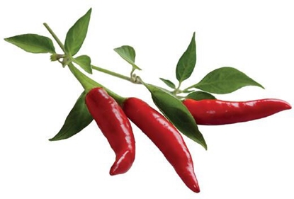 Attēls no Click & Grow Smart Garden refill Chili Pepper 3pcs