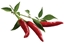 Picture of Click & Grow Smart Garden refill Chili Pepper 3pcs