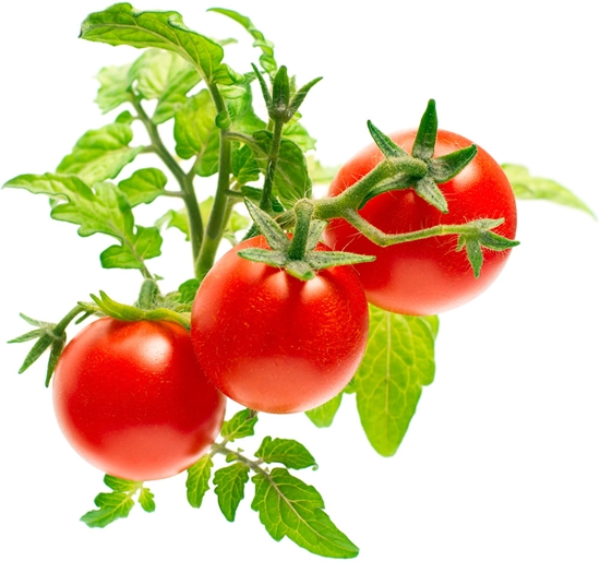 Изображение Click & Grow Smart Garden refill Mini Tomato 3pcs