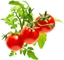 Attēls no Click & Grow Smart Garden refill Mini Tomato 3pcs