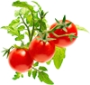 Picture of Click & Grow Smart Garden refill Mini Tomato 3pcs