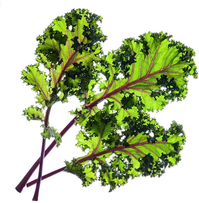 Attēls no Click & Grow Smart Garden refill Red Kale 3pcs