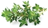 Picture of Click & Grow Smart Garden refill Thyme 3pcs