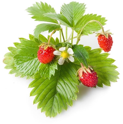 Attēls no Click & Grow Smart Garden refill Wild Strawberry 3pcs