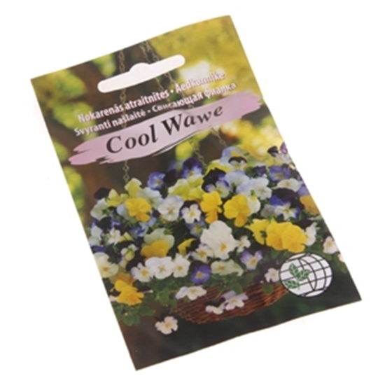 Picture of Sēklas Atraitnīte nokarena 5 sēklas