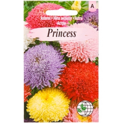 Picture of Sēklas Asteres Piuma di Struzzo 1g GS.