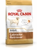Picture of ROYAL CANIN Labrador Adult - dry dog food - 12 kg