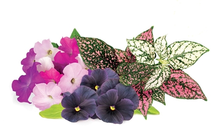 Attēls no Click & Grow Plant Pod Vibrant Flower Mix 9pcs
