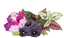 Изображение Click & Grow Plant Pod Vibrant Flower Mix 9pcs
