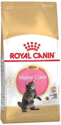 Picture of ROYAL CANIN Maine Coon Kitten - dry cat food - 2 kg