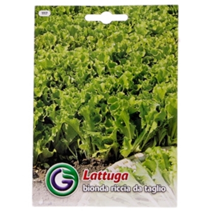 Picture of Sēklas salāti 'Bionda Riccia' 9g GS