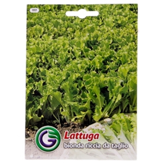 Picture of Sēklas salāti 'Bionda Riccia' 9g GS