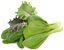 Picture of Click & Grow Plant Pod Asia Cuisine Mix 9pcs