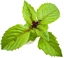Picture of Click & Grow Smart Garden refill Cinnamon Basil 3pcs