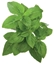 Picture of Click & Grow Smart Garden refill Dwarf Basil 3pcs