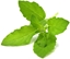 Attēls no Click & Grow Smart Garden refill Holy Basil 3pcs
