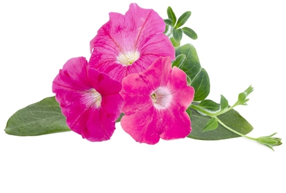 Attēls no Click & Grow Smart Garden refill Pink Petunia 3pcs