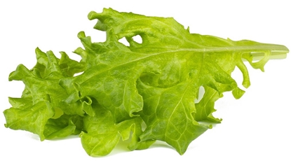 Picture of Click & Grow Smart Refill Oakleaf Lettuce 3pcs