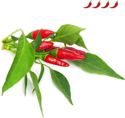 Attēls no Click & Grow Smart Garden refill Piri Piri Chili Pepper 3pcs