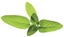 Attēls no Click & Grow Smart Garden refill Sage 3pcs