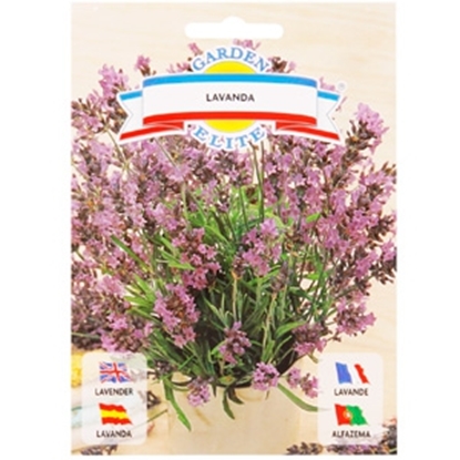 Attēls no Sēklas lavanda 0.5g GS