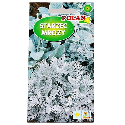 Attēls no Sēklas Krustaine