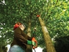 Picture of Black & Decker PS7525 High Pruner