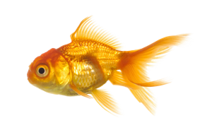 Obrazek dla kategorii Pasza dla ryb