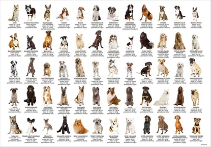 Picture of Derform Podkad oklejany edukacyjny psy DERFORM