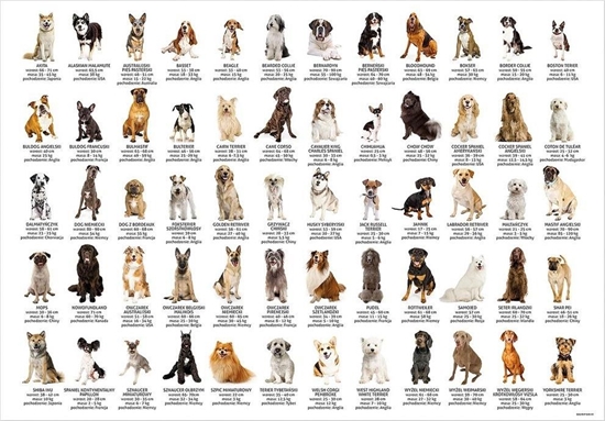 Picture of Derform Podkad oklejany edukacyjny psy DERFORM