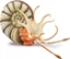 Picture of Figurka Collecta FIGURKA PLEUROCERAS AMONIT - CollectA - 88902 - XL