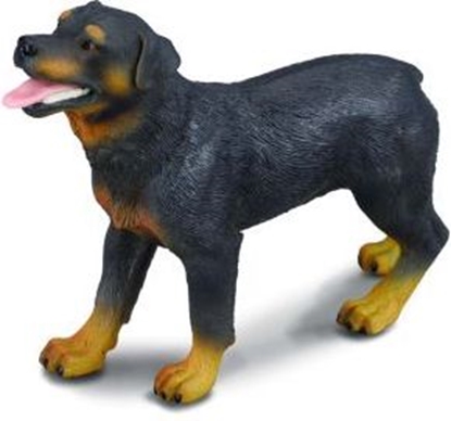 Изображение Figurka Collecta Pies rasy Rottweiler (004-88189)