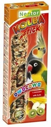 Picture of Nestor KOLBA PAPUGA REDNIA OWOCOWA