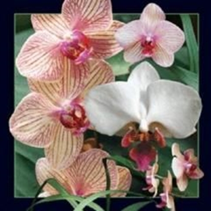 Attēls no Worth Keeping Magnes 3D Orchidea