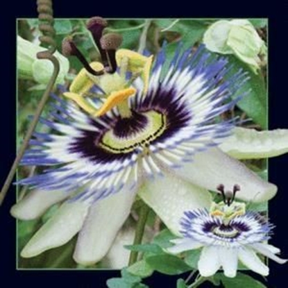 Picture of Worth Keeping Magnes 3D Passiflora