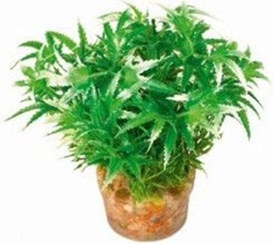 Изображение Zolux Rolina maa z zestawu nr 1