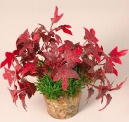 Изображение Zolux Rolina rednia z zestawu nr 3