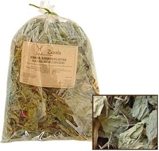 Picture of Zuzala BABKA SZEROKOLISTNA SUSZONA