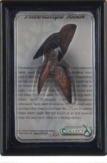 Изображение Figurka Collecta COLLECTA ZB TRICERATOPSA W OPAKOWANIU