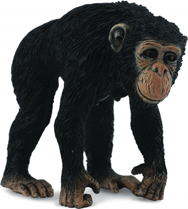 Attēls no Figurka Collecta Szympans samica (004-88493)